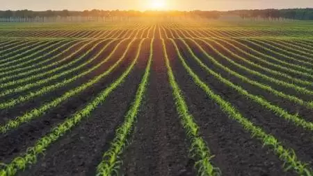 A Corteva Agriscience és a Symborg bejelentette megállapodását a baktérium-alapú nitrogénmegkötő termékről