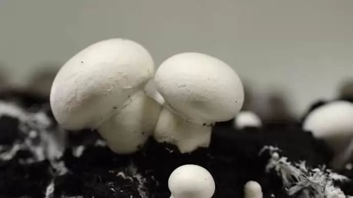 Magyar kutatók eredményei alapján tehető biztonságossá a gombatermesztés