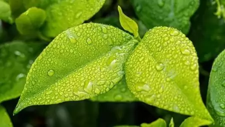 2022-ben új ökológiai támogatás indul 