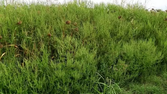 Biológiai védekezéssel a parlagfű ellen