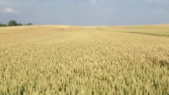 Őszi búza: minőség vagy mennyiség?