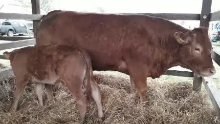 Július 14-től újra lehet pályázatokat benyújtani az állattartó telepek fejlesztésének támogatására