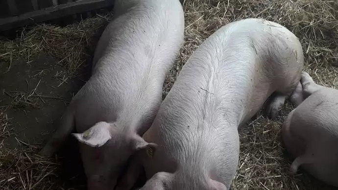 Villanypásztor a vírusok ellen? – A leghatásosabb védekezés a megelőzés