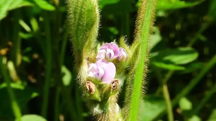 GMO-szennyezett vetőmagból kelt szójaállomány megsemmisítését rendelte el a Nébih