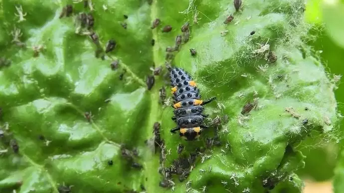 Kutatók a „félelem szagát” használják a rovarkártevők távol tartására a haszonnövényektől és a kertektől