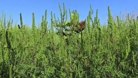 A Parlagfű Bejelentő Rendszer már mobil alkalmazáson keresztül is elérhető!