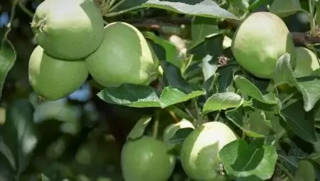 Új lendületet kap a hazai ökoforradalom