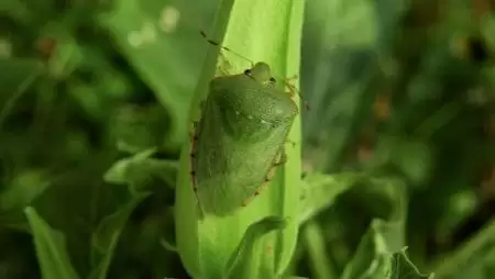 Hogyan tartsuk távol a poloskákat?