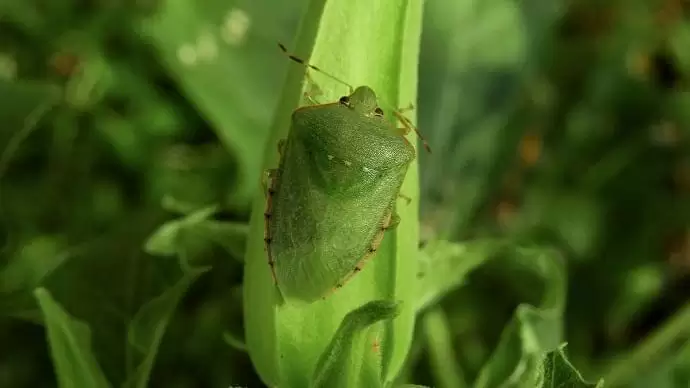Hogyan tartsuk távol a poloskákat?
