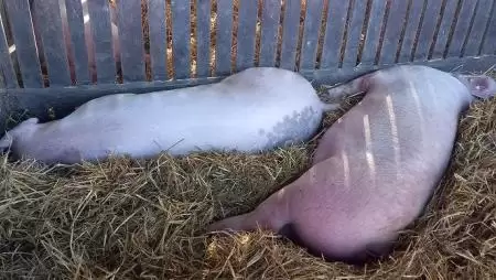 Újabb segítség a sertéstartóknak