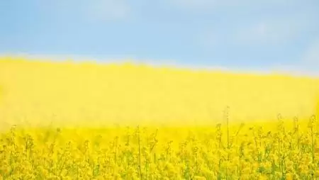 Elemzések a mezőgazdaság világából – Mi várható a repce-, a gabona- és a sertéspiacon?