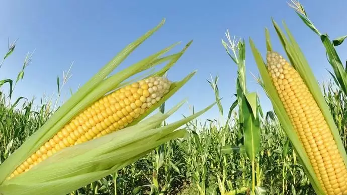 Még nem az 50 t/ha kukorica a cél… de a termés értékét Ön is növelheti: a betakarítás technológiája