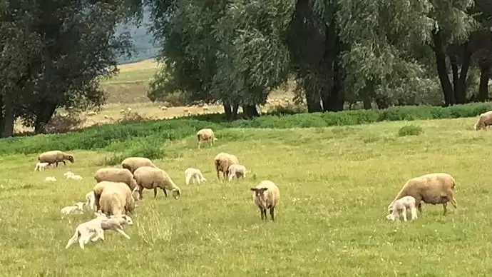 Harbro: a juhok sikeres ellésére és termékenyítésére