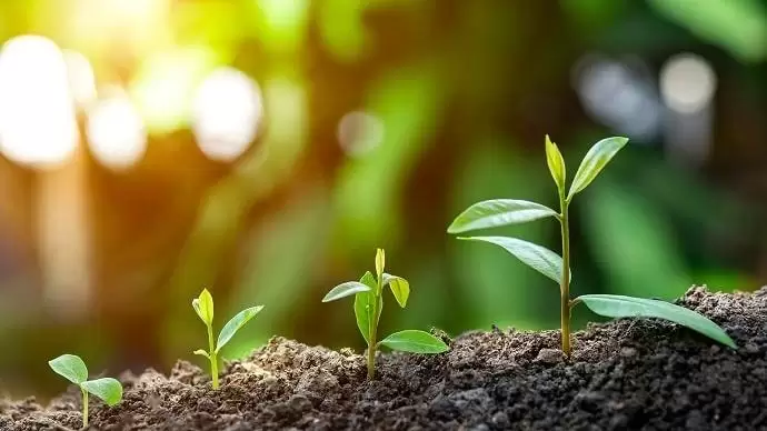 Több zöld, több fa, több munka – amihez profi gépek kellenek