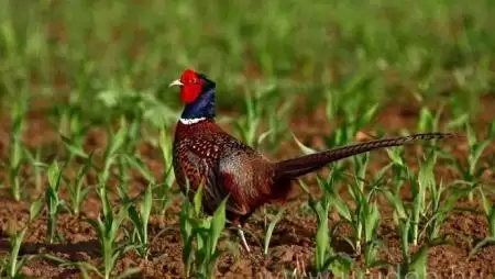 A sokszínű fácánok genetikája