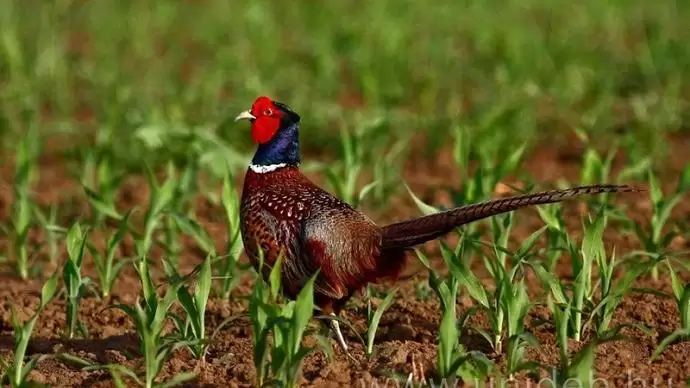 A sokszínű fácánok genetikája