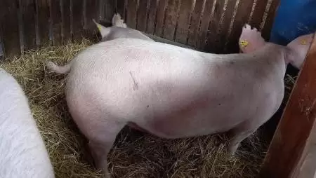 Tizennégy ország kér uniós beavatkozást a sertésszektor összeomlásának elkerülése érdekében