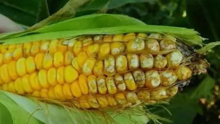 18 növényvédő szer áll az engedélyének megújítása előtt az EU-ban