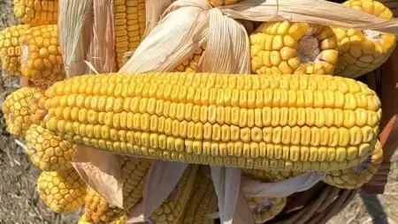 Kiugró termőképességű új Pioneer® hibridek a kukorica érésidő skála két oldalán