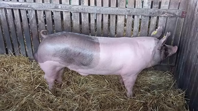 Egyetemi tudás a sertéspestis ellen