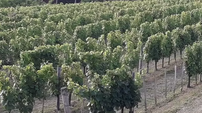 1,5 milliárd Ft-os rendkívüli támogatás a nehéz helyzetben lévő kisebb borászatok számára