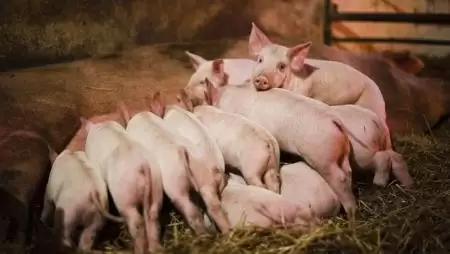 Nyártól visszavonják a cink-oxidot tartalmazó állatgyógyászati készítmények engedélyeit