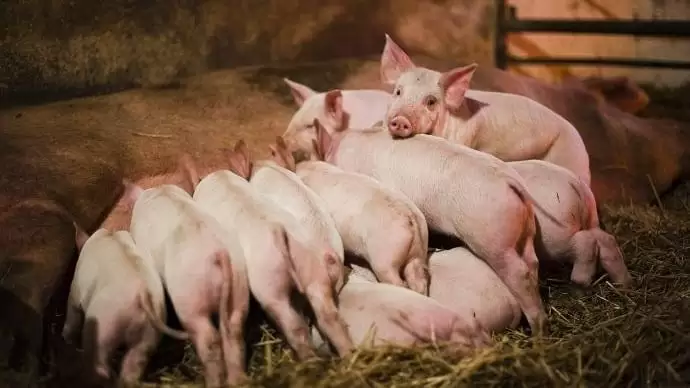 Nyártól visszavonják a cink-oxidot tartalmazó állatgyógyászati készítmények engedélyeit