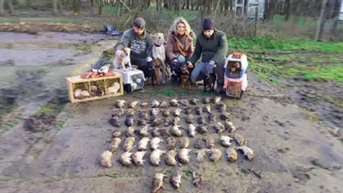 Patkányirtás, mérgek nélkül  – A kutyák és vadászgörények gyorsak, hatékonyak és biztosra mennek