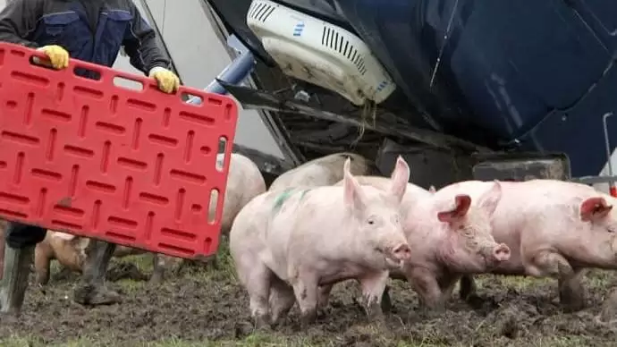 Malacok a sztrádán