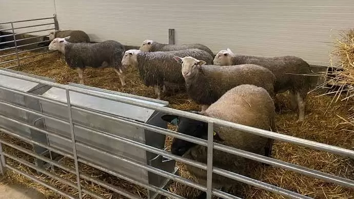 Pályázati forrásból létrehozott világszínvonalú fejlesztések a Szent István Egyetem Kaposvári Campusán