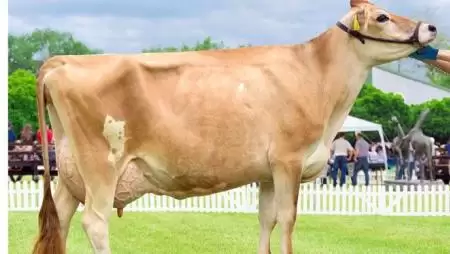 „Szupertejet” találtak a kutatók