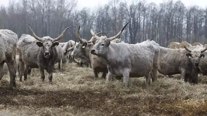 Egyedülálló szürkemarha tenyésztési program a Hortobágyon
