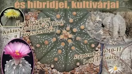 „Astrophytum nemzetség és hibridjei ”az őszi Országos Kaktuszkiállításon és Vásáron az ELTE Füvészkertben szeptember 9-11-ig