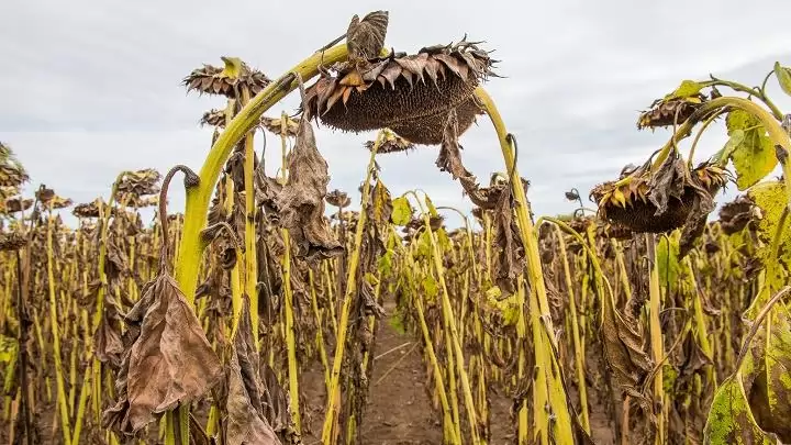 Rendkívüli mezőgazdasági kamattámogatási programról döntött a kormány