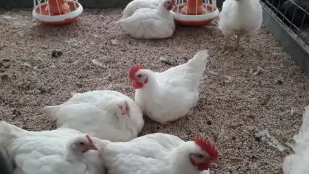 Eddig tartott az öröm, megint erősödik a madárinfluenza