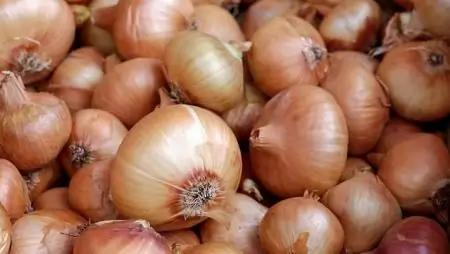 Búcsú a makói hagymától