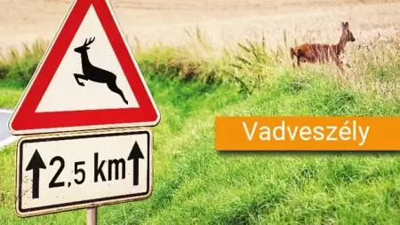 Ki felel, ha vaddal ütközünk?