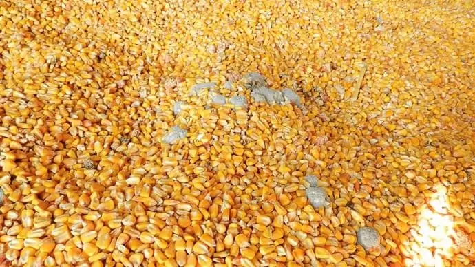 Tárolóban a termény!  Hátradőlhetünk?