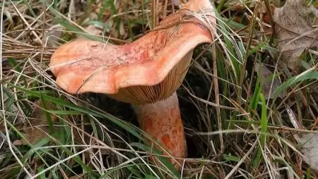 Az év gombája az ízletes rizike