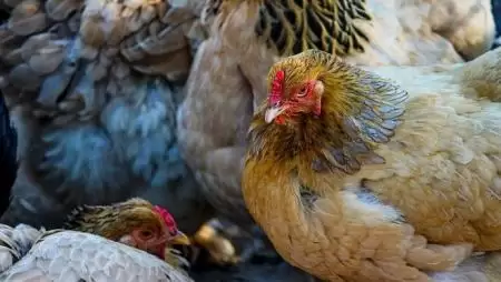 Madárinfluenza vírust mutattak ki Bács-Kiskun megyében