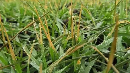 Figyelem! Június 30-án lejárnak a zöld és fehér könyvek