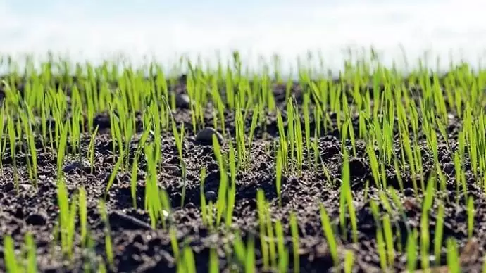 Változik a klíma. Hogyan tovább? – Minden eszközzel élnünk kell a kultúrnövényeket érő stressz leküzdésére