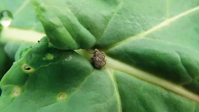 Szárormányosok, az első repcekártevők – Kiélezett harcra kell felkészülni a termést tizedelő rovarok ellen