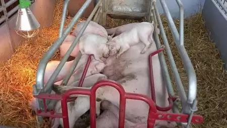 Rendkívüli támogatást kapnak a sertéstartók