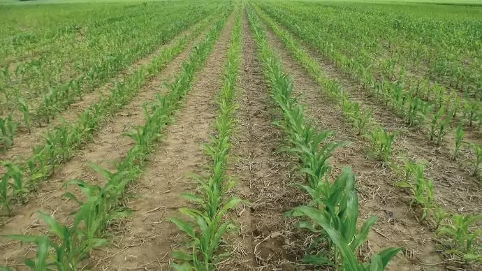 Tápanyagok a sorközműveléshez!