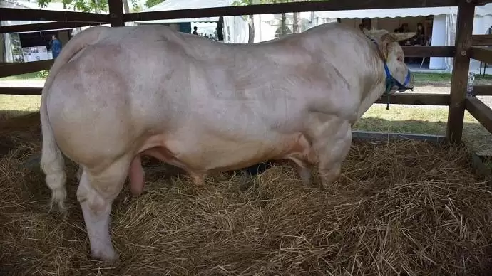 Az állattartás hatékonyságát is növeli az állatjóléti feltételek javítása