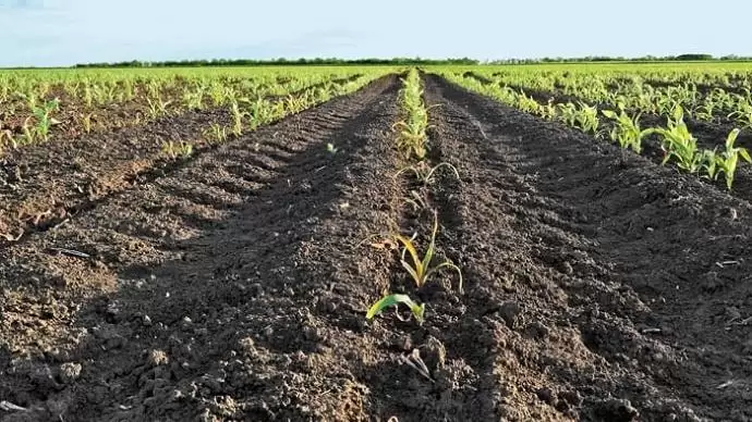 Kapások talajlakó és fiatalkori kártevői