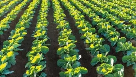 Amikor a növénytáplálás zsebre megy – Okos megoldásokkal csökkenthetők az elszálló műtrágyaköltségek