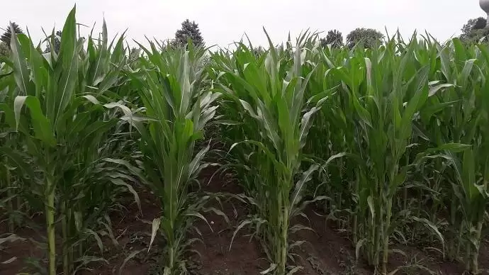 Új őstermelői szabályok (1. rész) – A klasszikus, magánszemélyként végezhető őstermelői tevékenység