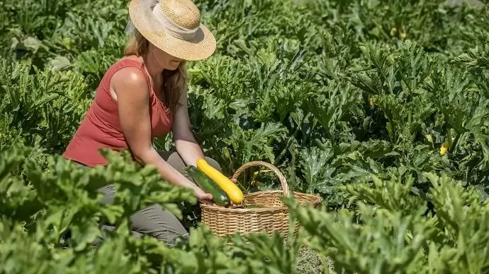 Új cselekvési terv mentén fejlődhet a hazai biogazdálkodás   